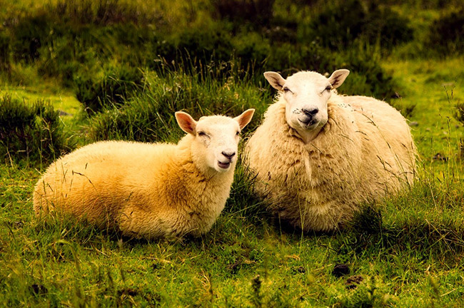 Merinowolle auf der Haut - Natur pur! SCROC