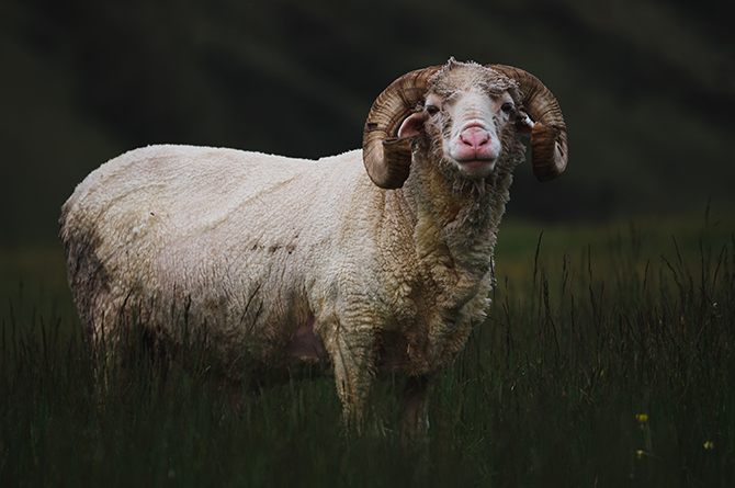 Mulesingfreie Merinowolle vom Merino Schaf aus Australien SCROC