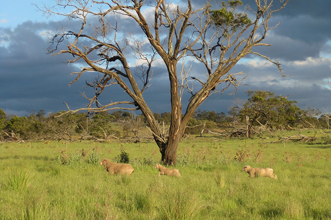 Merino Schafe in Australien Merinowolle mulesingfrei SCROC