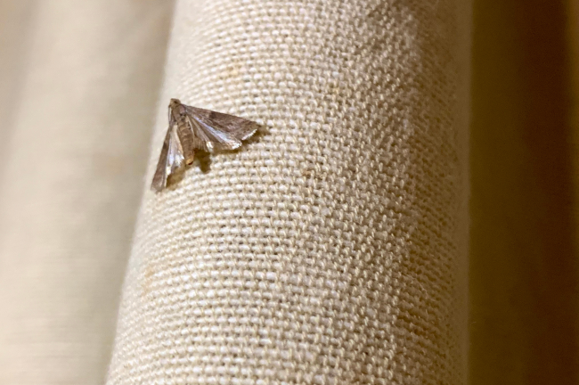 Mottenlöcher auf Kleidung sind ärgerlich, aber vermeidbar und reparabel - SCROC Mottenlöcher auf Kleidung sind ärgerlich, aber vermeidbar und reparabel - SCROC